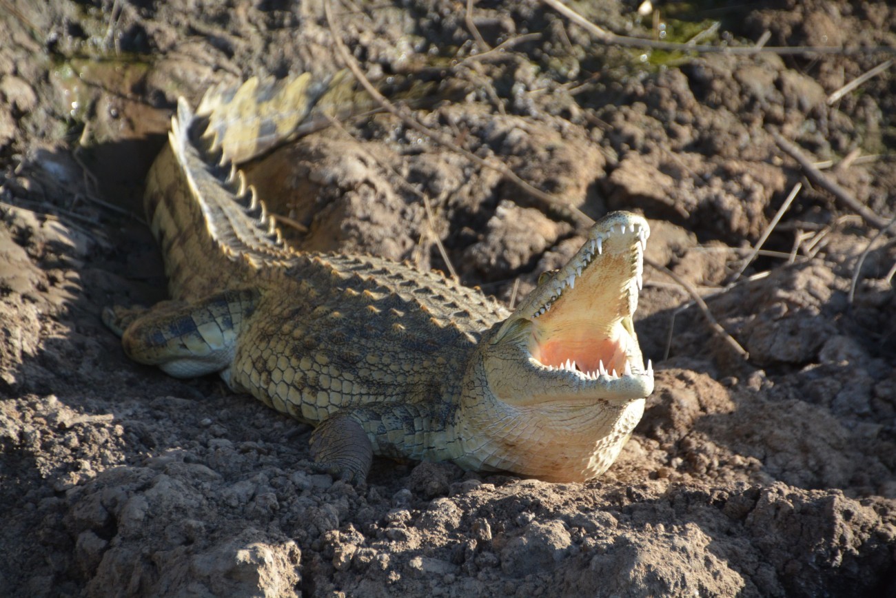 Das Krokodil gehört nicht zu den Big Five, ist aber dennoch imposant