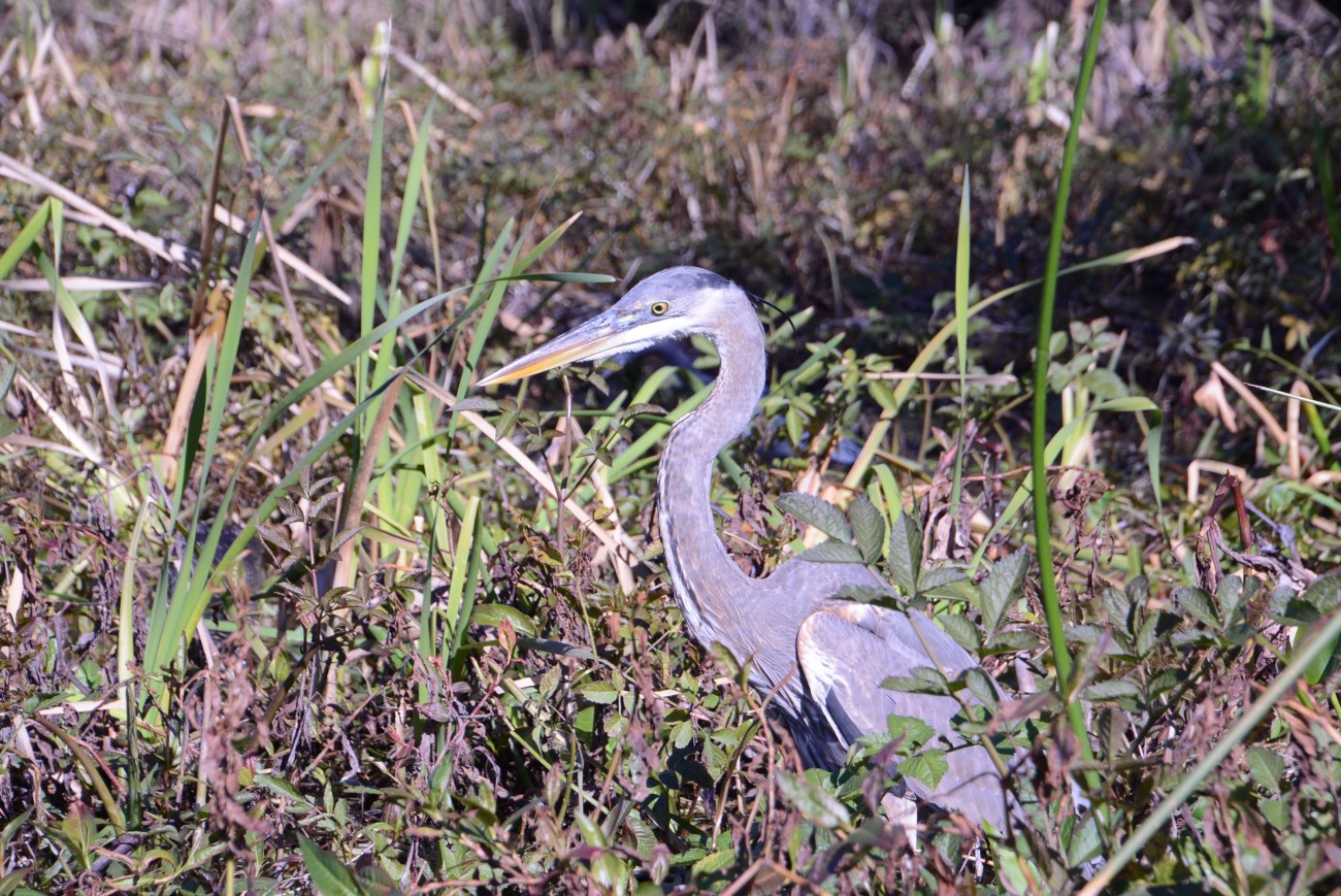 Majestät des Sumpflandes: Der Blue Heron wird bis zu 125 Zentimeter groß