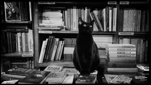 Schwarze Katze in einer Buchhandlung in Venedig