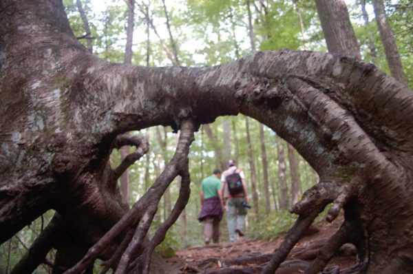 Wanderer mit Baumwurzel in den Great Smoky Mountains
