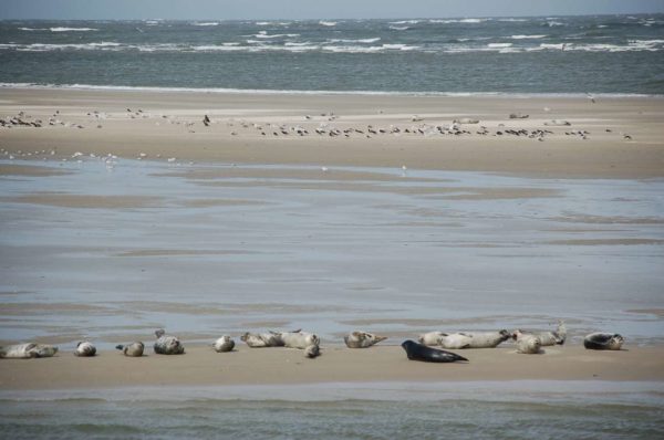 Auf den Sandbänken im Wattenmeer lassen es sich die Robben gut gehen