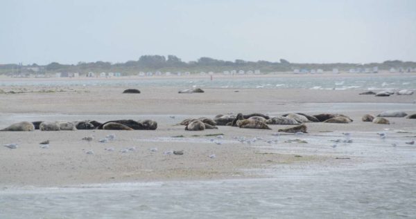 Seehunde auf einer Sandbank vor Texel mit Blickkontakt zu den Strandhäusern