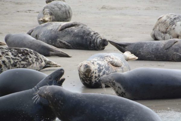 Seehunde halten auf einer Sandbank ihre Nasen in die Sonne