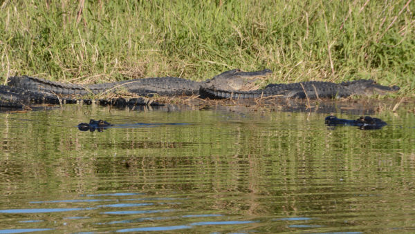 Alligatoren im Myakka State Park in Sarasota