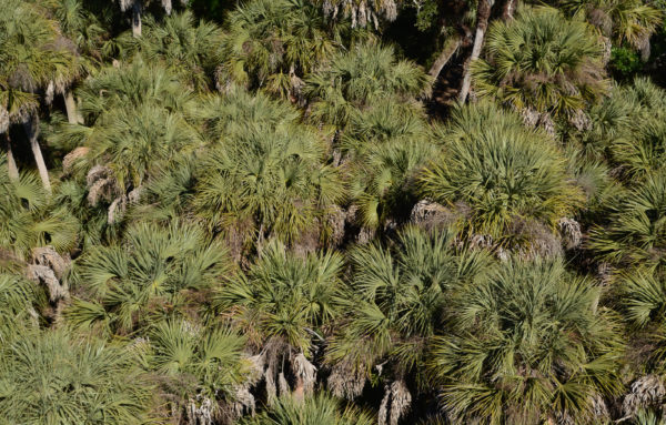 Königspalmen im Myakka State Park in Florida aus der Luft gesehen