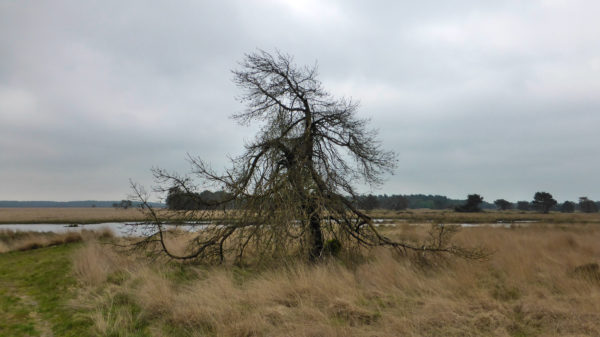 Skelett eines Baumes im Nationalpark Hoge Veluwe
