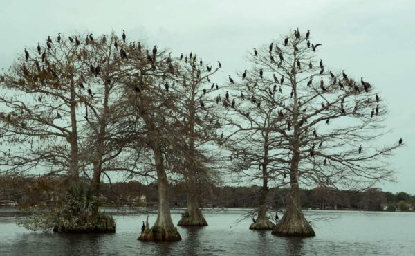 Sumpfzypressen auf dem Lake Osceola in Winter Park mit Kormoranen