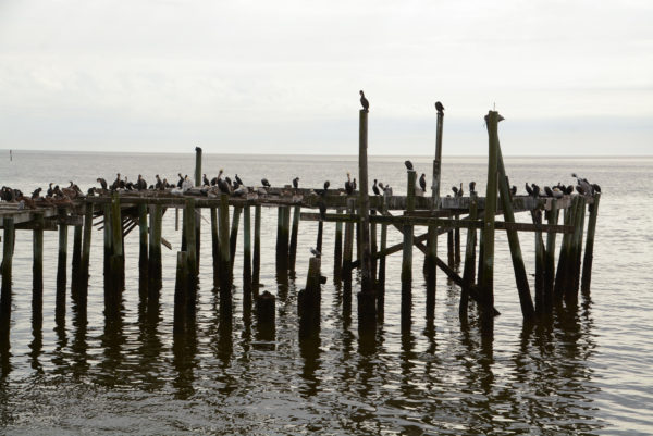 Kormorane und Pelikane ruhen auf Pfählen im Wasser