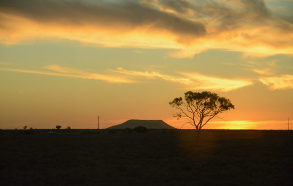 Tafelberg mit Akazie in New South Wales
