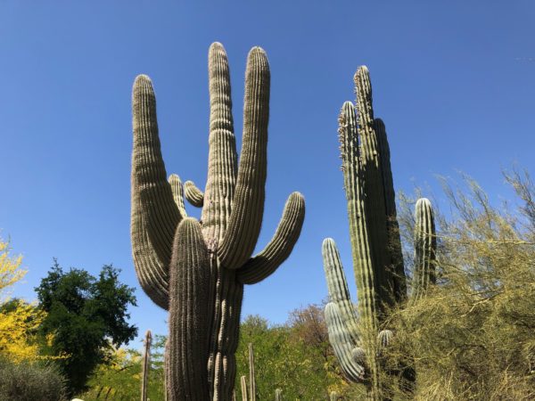 Saguaro Kakteen in Arizona mit blauem Himmel.