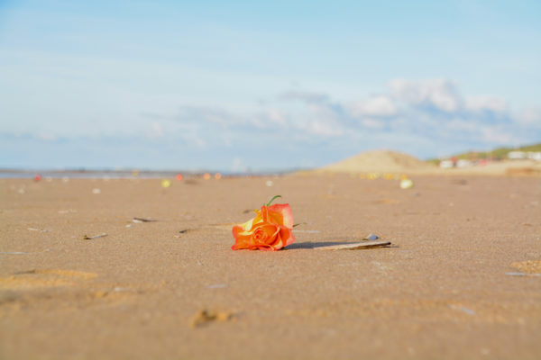 Eine einsame Rose auf dem Strand von Bloemendaal bei blauem Himmel