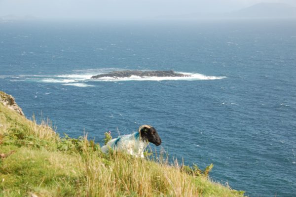 Eine Ziege ruht auf einem malerischen Felsen auf Achill Island in Irland