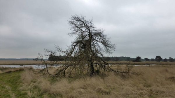 Die Heidelandschaft in Gelderland bei Arnhem mit einem knorrigen Baum