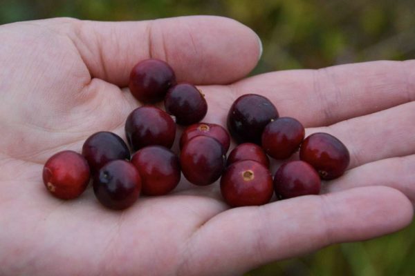 Cranberries gedeihen auf den niederländischen Wattenmeerinseln