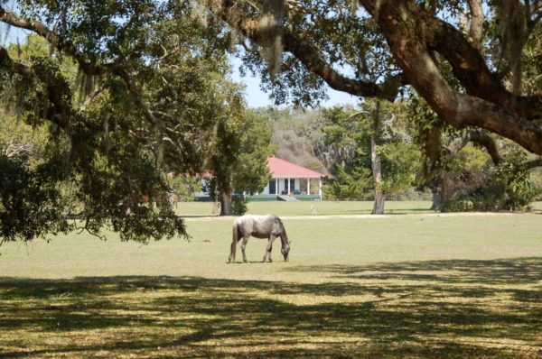 Wilde Pferde leben unter anderem auf Cumberland Island in Georgia