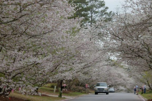 Kirschbäume in voller Blüte an einer ganzen Straße während Road Trip durch Georgia