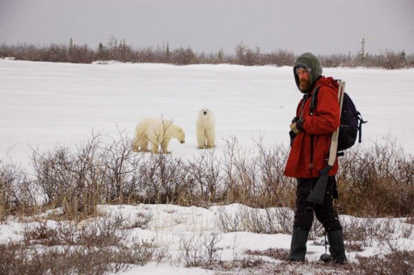 Zwei Eisbären an der Hudson Bay in Kanada mit Guide