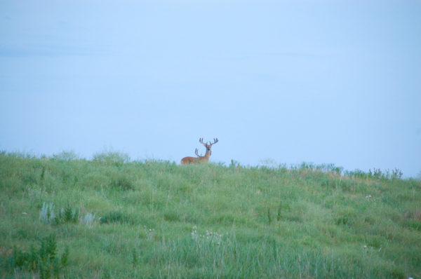 Hirschen begegnen die Besucher auch beim Ranchurlaub in Amerika, wenn sie in Kansas oder Oklahoma unterwegs sind