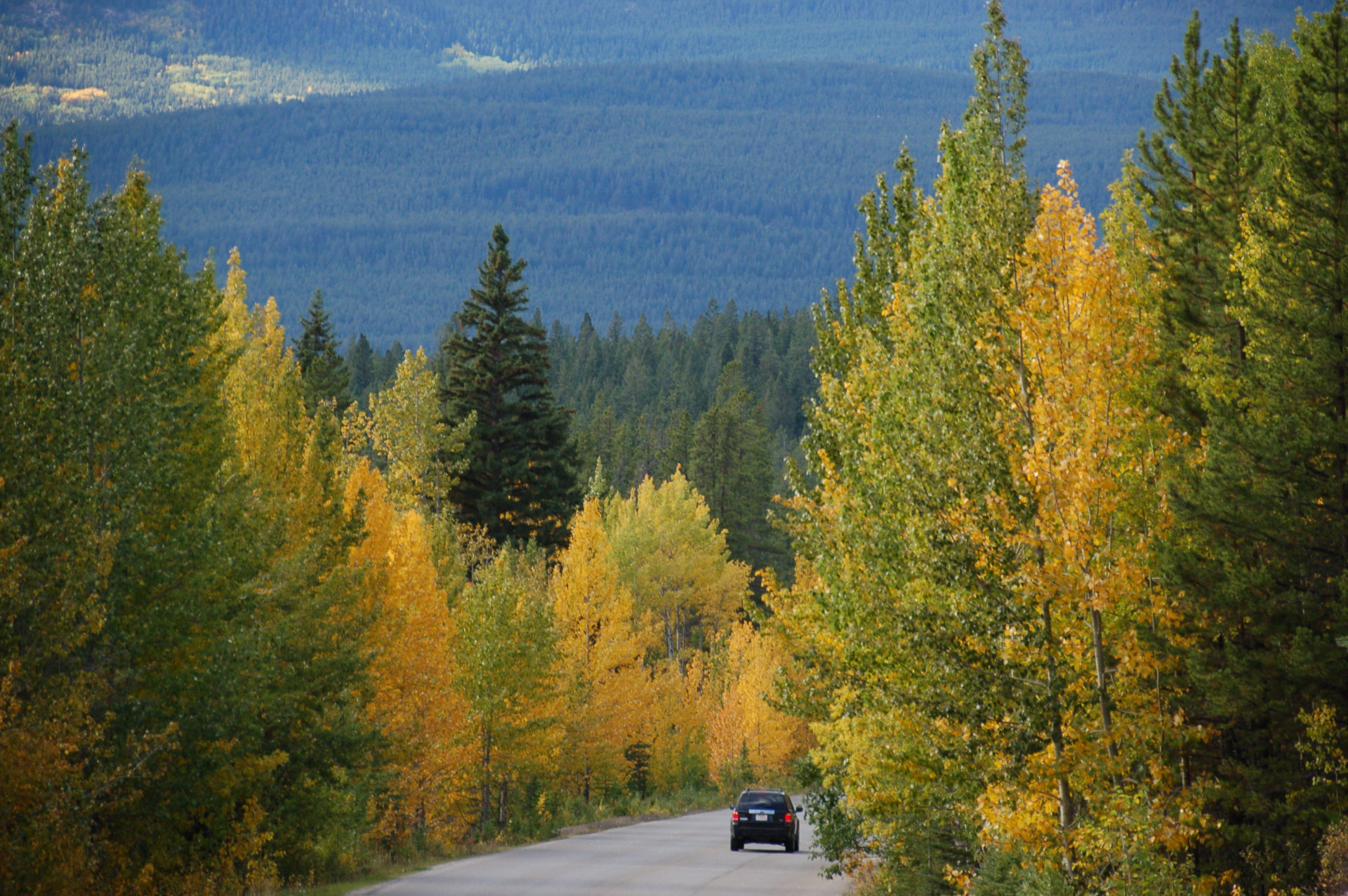 Herbstlaub in den kanadsischen Rocky Mountains in der Nähe von Jasper