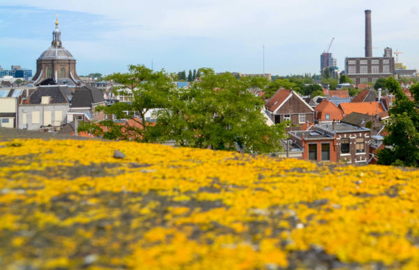 Ausblick von der Burcht van Leiden über die niederländische Stadt