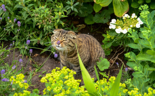 Eine mißmutige Katze in einem Garten in Leiden, Holland