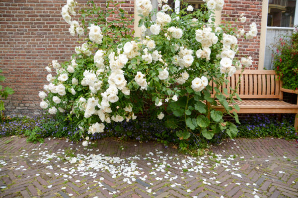 Ein Rosenstrauch mit Rosenblättern in der grünen Stadt Leiden