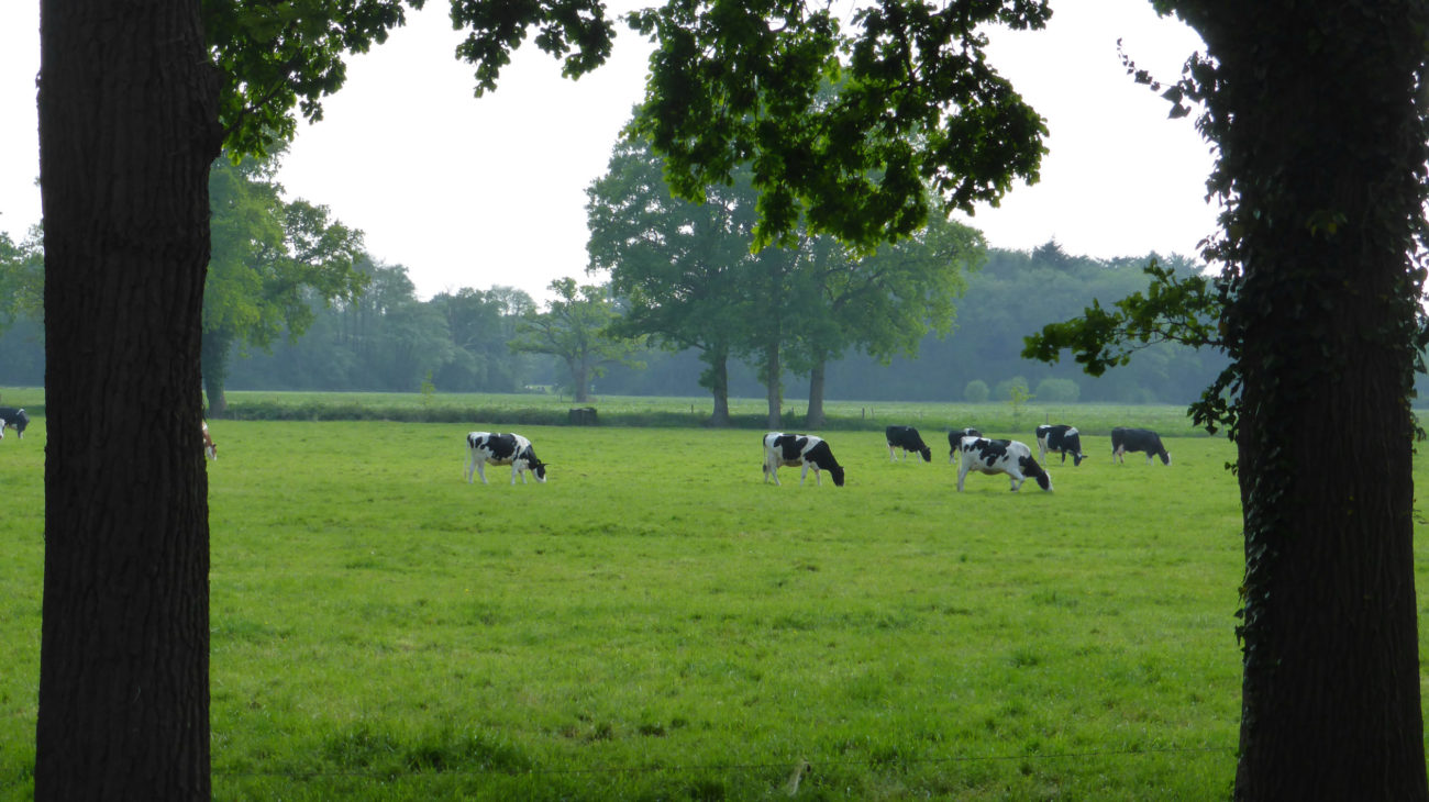 Eine Kuhweide in Overijssel, das auch als das andere Holland firmiert