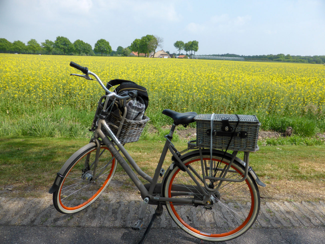 Fahrrad mit Picknickkorb vor einem blühenden Rapsfeld während der Radtour durch Overijjsel