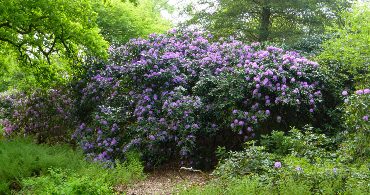 Ein riesiger Rhododendron in Overijssel während der Radtour durch das andere Holland