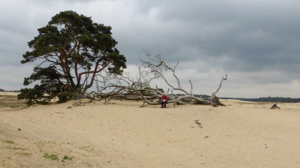 Wanderer ruhen auf einem toten Baumstamm in Gelderland in den Niederlanden