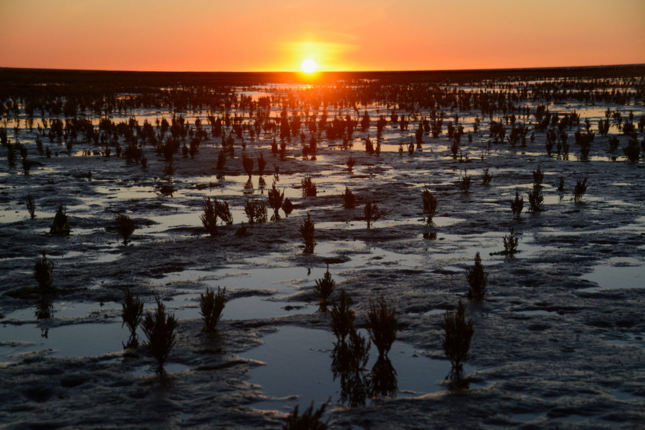 Queller im Licht des Sonnenuntergangs bei einer Wattwanderung in Holland