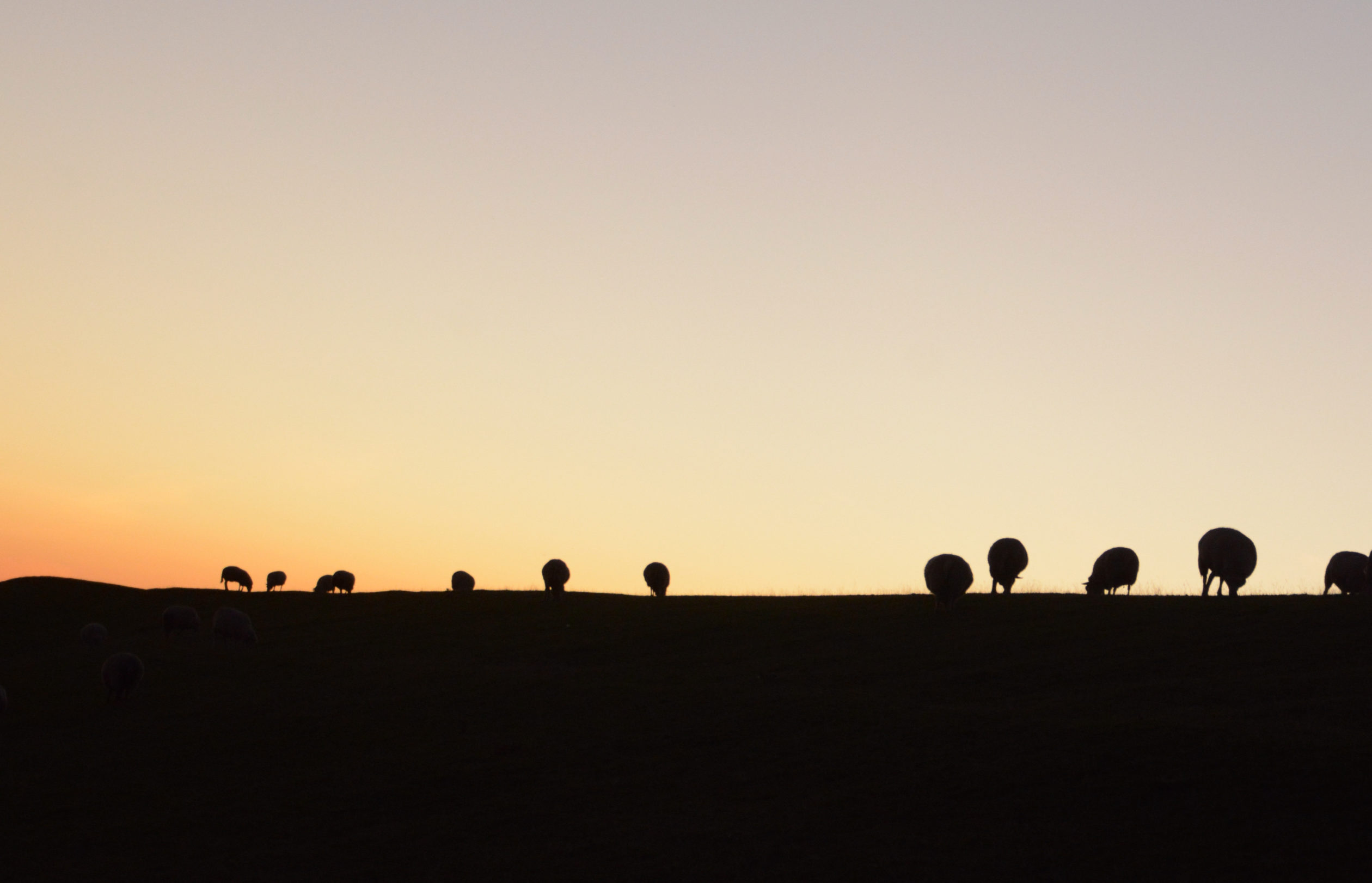 Schafe auf der Deichkrone von Noordpolderzijl in der niederländischen Provinz Groningen im Sonneuntergang