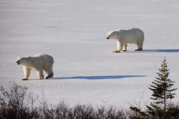 Zwei Eisbären stromern über die Hudson Bay in Kanada