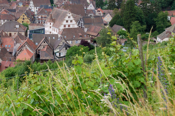 Weinberg im Elsass mit Blick auf Fachwerkhäuser