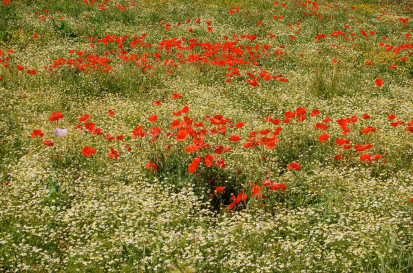 Feld mit Klatschmohn gehört zu den versteckten Sehenswürdigkeiten in Apulien