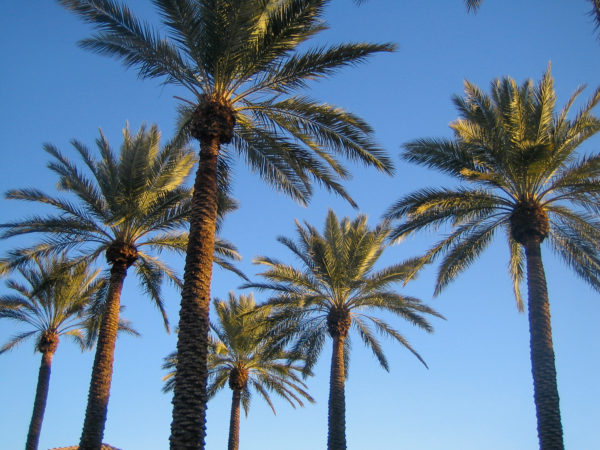 Erst nach dem Sonnenaufgang entwickeln die Palmen von Scottsdale ihre volle Wirkung