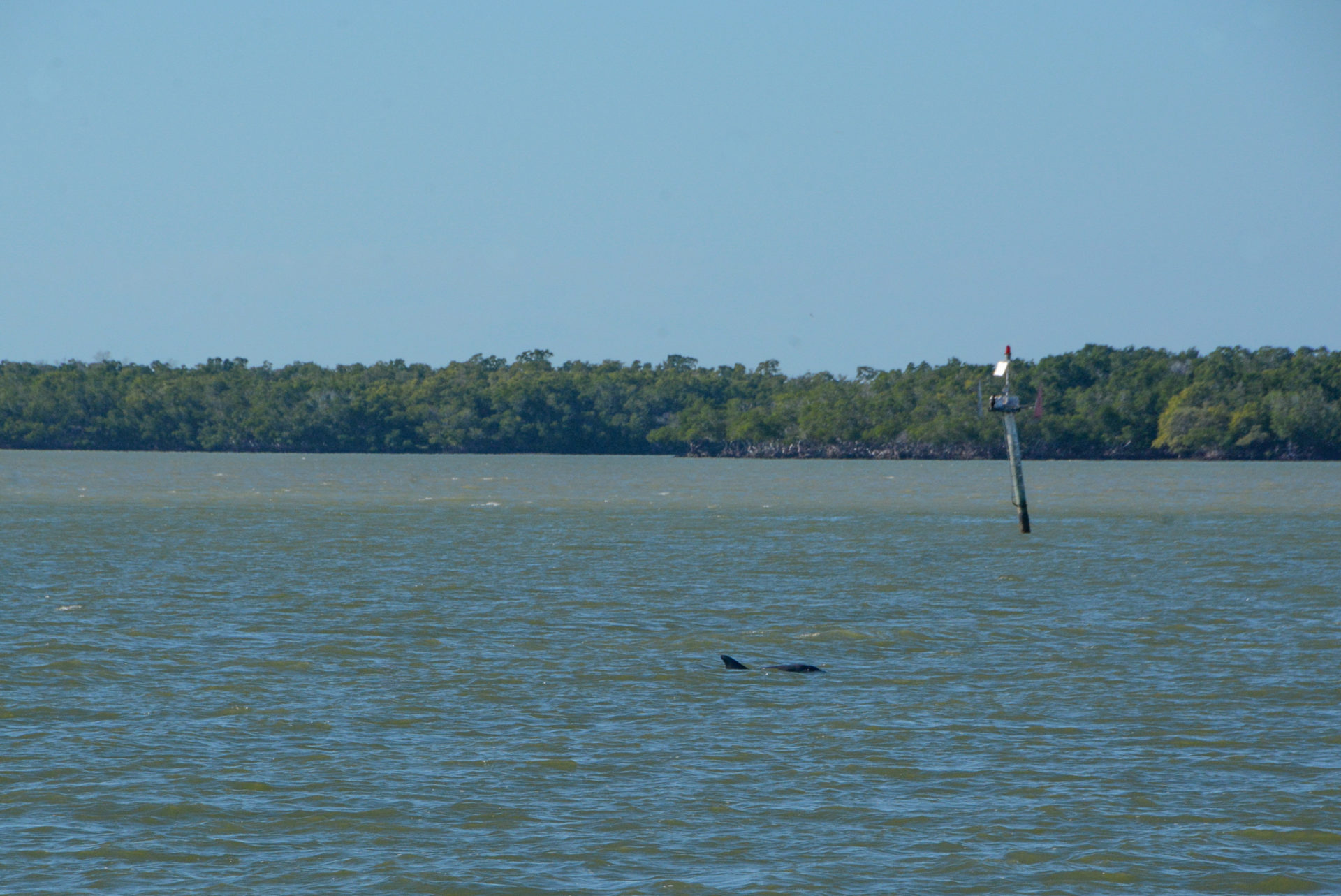 Ein Delfin schwimmt in den Gewässern der ten thousand islands in Florida
