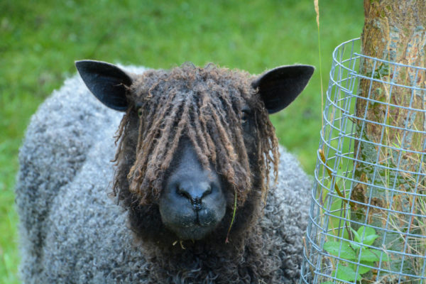 Ein Schaf mit Dreadlocks in Pieterburen