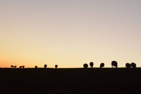 Schafe auf der Deichkrone von Pieterburen