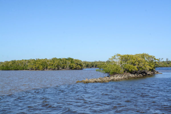 Mangroveninseln in den Everglades in Florida
