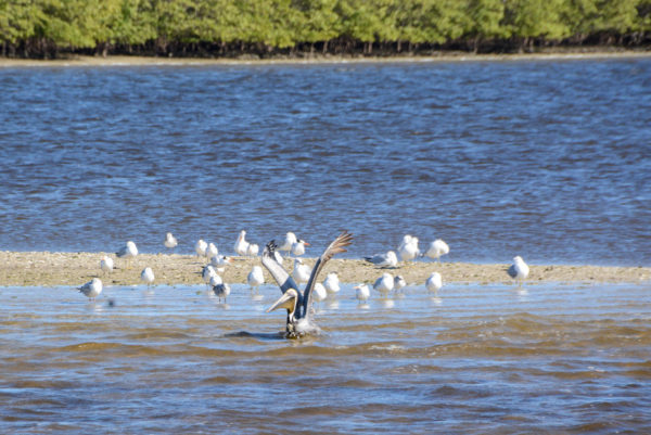 Pelikan vor Mangroveninsel in den Everglades in Florida