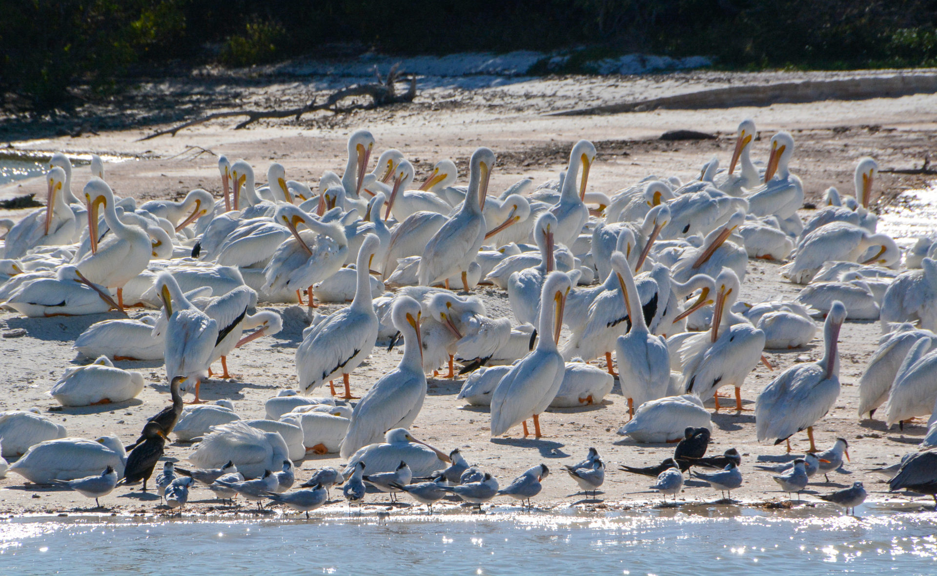 Kolonie weißer Pelikane in den Ten Thousand Islands in Florida