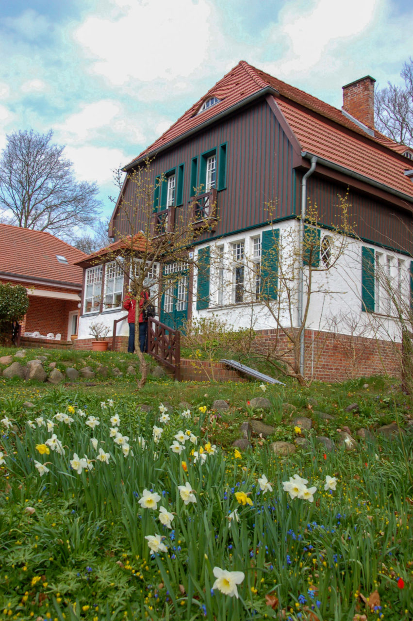 Osterglöckchen vor dem Gerhart-Hauptmann-Haus auf Hiddensee.