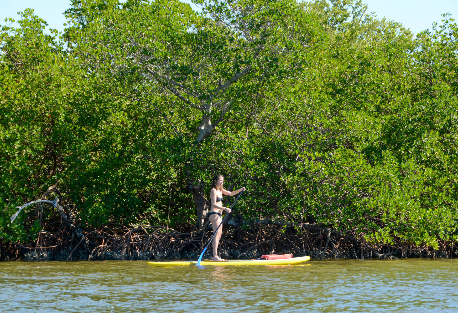 Suppen bei Captiva Island in Florida mit Mangroven im Hintergrund.