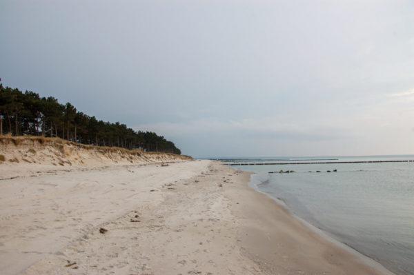 Strand mit Wald an der Wüstküste von Hiddensee.