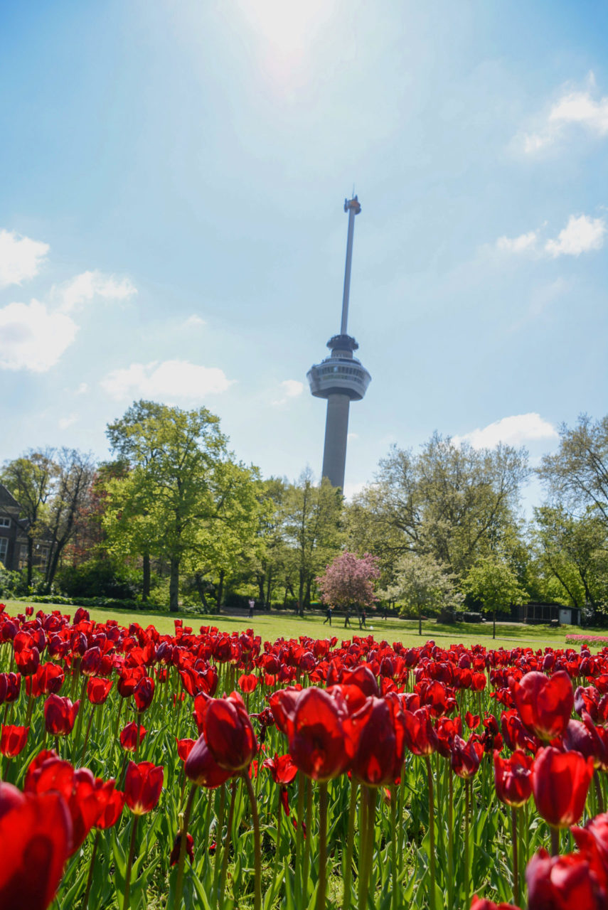 Der Euromast in Rotterdam mit Tulpenbett