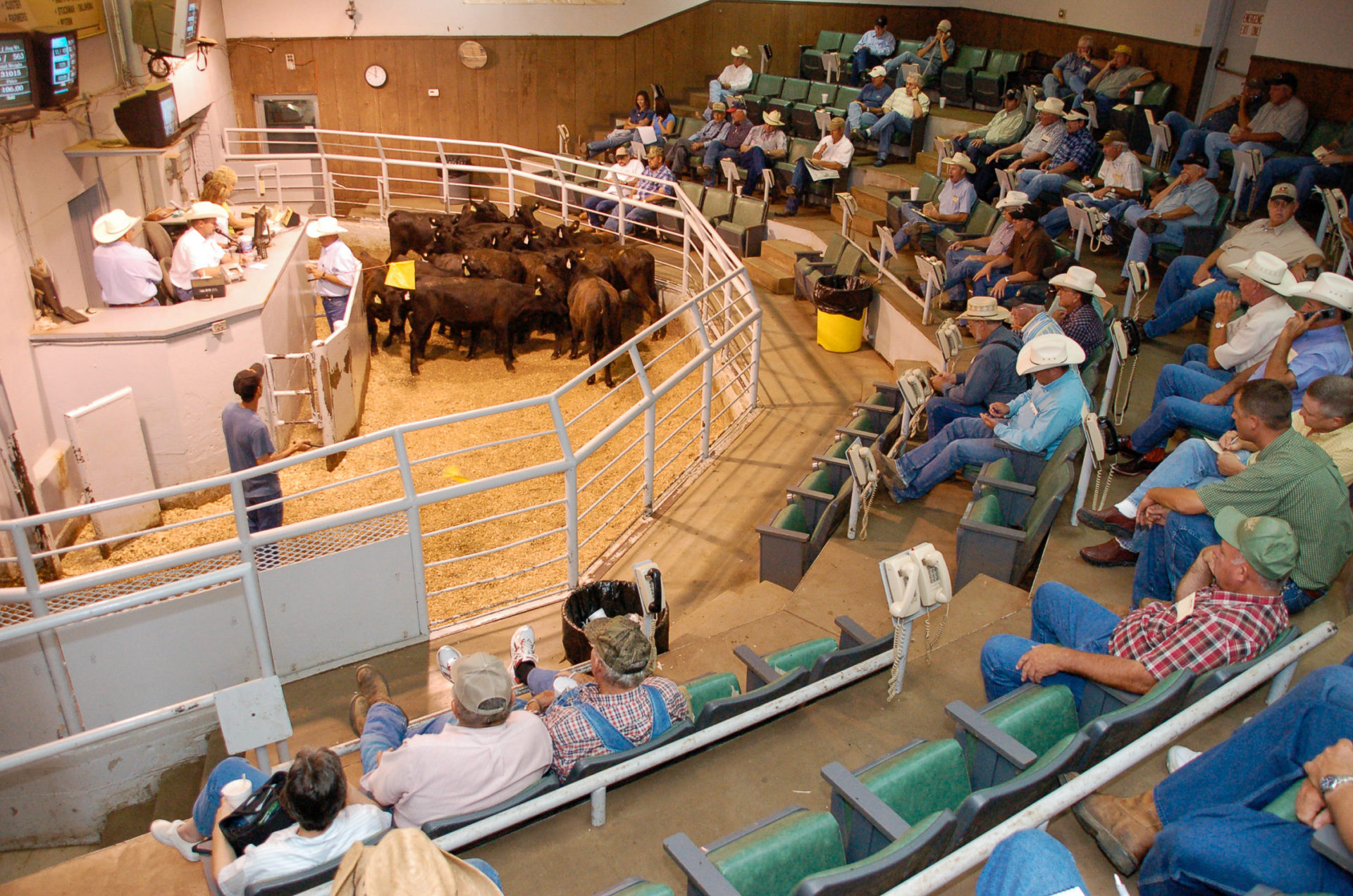 Auktion am weltweit größten Umschlagplatz für Vieh in Oklahoma City