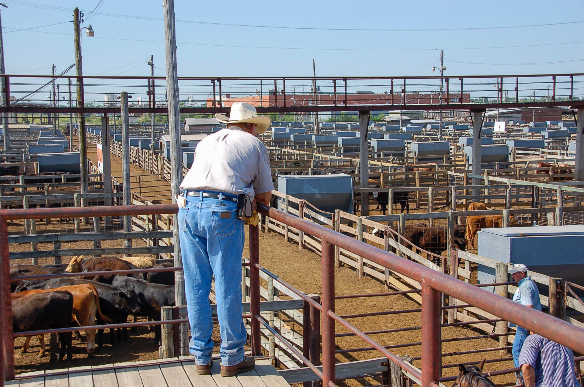 Cowboy blickt auf Stallungen am größten Umschlagplatz für Vieh in der Welt