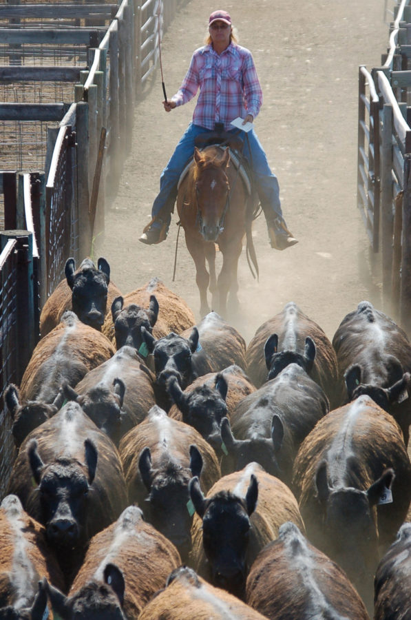 Cowboy treibt Vieh zu den Stockyards in Oklahoma