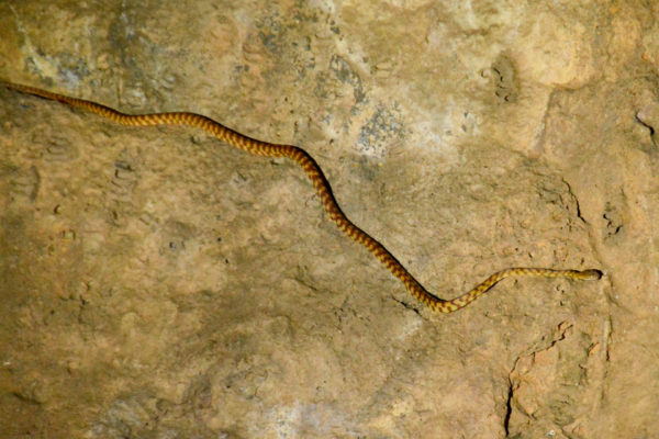 Baumschlange in einer Höhle in Queensland